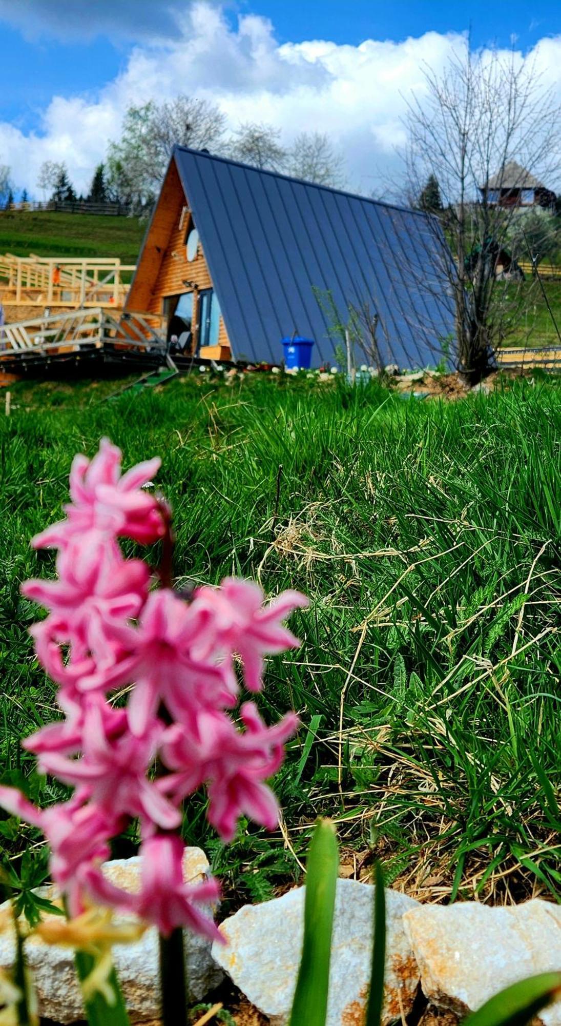 Cabana Lupul Din Apuseni Matisesti Exterior foto